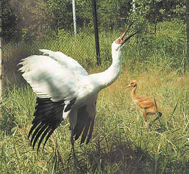Стерх или белый журавль. Белый журавль 5 букв сканворд. Стерх или белый журавль. Журавлеобразные птицы. Журавли во флориде.