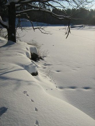 Следы зверей на снегу