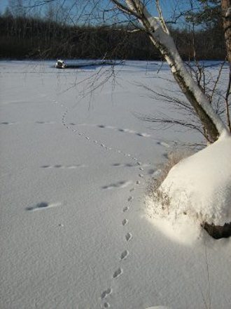 Следы зверей на снегу